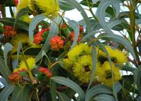 autum aroma 1