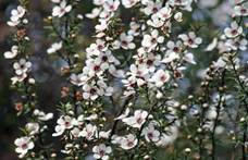 autum aroma 2