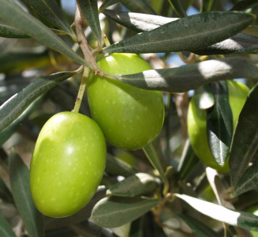 olive green 2