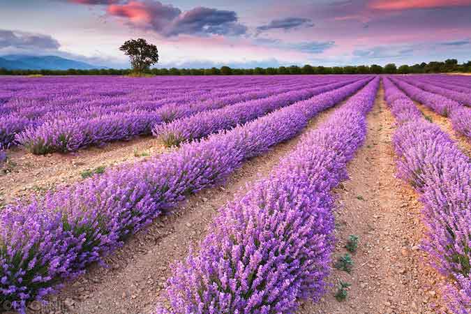purple 3