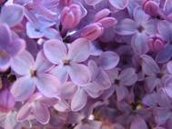 purple 5